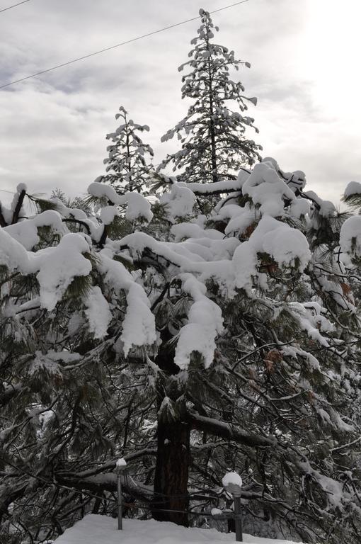 Pine Rose Inn Oakhurst Zewnętrze zdjęcie